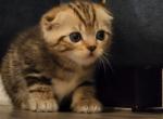 Lyney - Scottish Fold Kitten For Sale - Egg Harbor Township, NJ, US