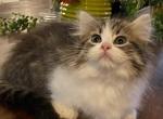Tabby & white munchkin - Munchkin Kitten For Sale - Salem, OR, US