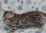 Silvers for Christmas - Bengal Kitten For Sale - Boston, MA, US