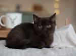 Emily - British Shorthair Cat For Sale - Brooklyn, NY, US