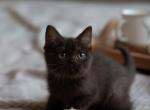 Elvis - British Shorthair Cat For Sale - Brooklyn, NY, US