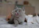 Edvin - British Shorthair Cat For Sale - Brooklyn, NY, US