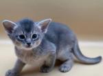 Kaszak - Abyssinian Cat For Sale - Brooklyn, NY, US