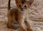 Ben - Abyssinian Kitten For Sale - Brooklyn, NY, US