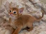 Bika - Abyssinian Kitten For Sale - Brooklyn, NY, US