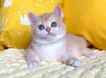 Ivi - British Shorthair Cat For Sale - Brooklyn, NY, US