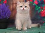 Uhtish - British Shorthair Cat For Sale - Brooklyn, NY, US