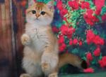 Umma - British Shorthair Cat For Sale - Brooklyn, NY, US