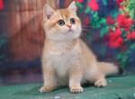 Umnyasha - British Shorthair Cat For Sale - Brooklyn, NY, US