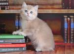 Barney Bri - British Shorthair Cat For Sale - Brooklyn, NY, US