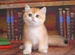 Batty - British Shorthair Cat For Sale - Brooklyn, NY, US