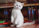 Britney - British Shorthair Cat For Sale - Brooklyn, NY, US