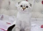 Chester - Scottish Fold Cat For Sale - Brooklyn, NY, US