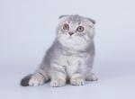 Jammer - Munchkin Cat For Sale - Brooklyn, NY, US