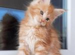 Istanbul - Maine Coon Cat For Sale - Brooklyn, NY, US