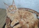 Marik Flint - Maine Coon Cat For Sale - Hollywood, FL, US