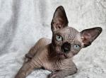 Exclusive - Sphynx Cat For Sale - Norwalk, CT, US