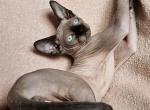 Jordan - Sphynx Cat For Sale - Norwalk, CT, US