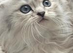 PERDOLLS Gorgeous Persian Ragdoll Kittens - Ragdoll Kitten For Adoption - 