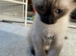 Todd - Siamese Cat For Sale - Howell, MI, US