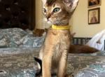 Freddy - Abyssinian Cat For Sale - Phoenix, AZ, US