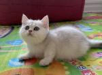 British girl - British Shorthair Cat For Sale - New York, NY, US