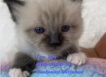 Lee - Ragdoll Kitten For Sale - Mount Joy, PA, US