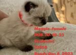 Beautiful Babies - Ragdoll Kitten For Sale - Mount Joy, PA, US