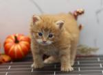 Kosmos of Romanov Cats - Siberian Kitten For Sale - Ashburn, VA, US