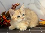 Harlequin of RomanovCats - Siberian Cat For Sale - Ashburn, VA, US