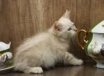 Helix CFA certified - Siberian Cat For Sale - Ashburn, VA, US