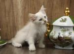 Himalaya  CFA certified Siberian - Siberian Cat For Sale - Ashburn, VA, US