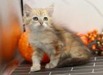 Hocus Pocus of RomanovCats - Siberian Cat For Sale - Ashburn, VA, US