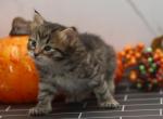 Klavah of RomanovCats - Siberian Cat For Sale - Ashburn, VA, US