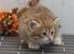 Luanda of RomanovCats - Siberian Cat For Sale - Ashburn, VA, US