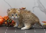 Licinia of RomanovCats - Siberian Cat For Sale - Ashburn, VA, US