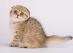 Lakers leopard cheetah cub scottish fold tabby - Scottish Fold Kitten For Sale - Dallas, TX, US