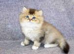 Johnny golden chinchilla boy with white mittens - British Shorthair Cat For Sale - Dallas, TX, US