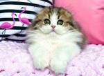 Timur Scottish fold longhair bicolor tabby boy - Scottish Fold Cat For Sale - Dallas, TX, US