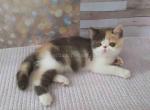 Venice exotic shorthair dilute calico blue cream - Exotic Cat For Sale - Dallas, TX, US