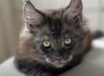 Prince - Domestic Cat For Sale - Las Vegas, NV, US