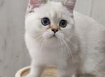 Hanni - Scottish Straight Cat For Sale - Cherkasy, Cherkasy Oblast, UA