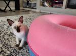 One kitten left - Siamese Kitten For Sale - Jordanville, NY, US