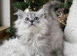 Spartak - Scottish Straight Cat For Sale - Auburn, WA, US