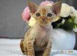 Freddie - Devon Rex Cat For Sale - Hollywood, FL, US