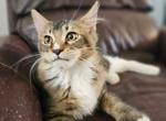 CFA registration spook - Maine Coon Kitten For Sale - San Antonio, TX, US