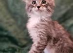 CFA registration tuffy - Maine Coon Cat For Sale - San Antonio, TX, US