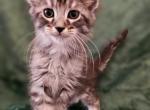 CFA registration jack - Maine Coon Cat For Sale - San Antonio, TX, US