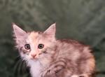 CFA registration Georgia - Maine Coon Cat For Sale - San Antonio, TX, US