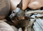 Dior's babies - Sphynx Kitten For Sale - Galloway, NJ, US